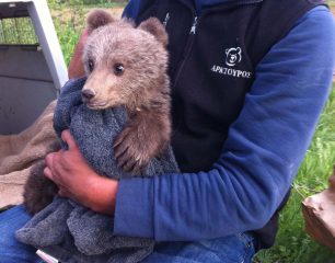 Ο ΑΡΚΤΟΥΡΟΣ θα φροντίσει ορφανό αρκουδάκι που βρέθηκε στην Καστοριά